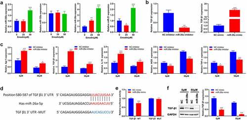 Figure 4. miR-26a contributes to the transformation of M2 to M1 macrophages and directly targets TGF-β1. (a) The expression levels of miR-320a, miR-125a, miR-26a, and miR-21 in M2 macrophages were assessed by RT-qPCR. (b) The expression of miR-26a in M2 macrophages with the transfection of miR-26a mimics, inhibitors, or their corresponding NC. After transfected by miR-26a or NC inhibitors, M2 macrophages were treated with 0 and 50 μM emodin, and (c) the mRNA expression of Arg1, TGF-β1, IL-10, iNOS, and TNF-α in M2 macrophages was assessed by RT-qPCR. (d) The predicted binding sites of miR-26a with TGF-β1. (e) Relative luciferase activity in TGF-β1 wild type and mutant cells with miR-26a mimics was evaluated by dual-luciferase reporter assay. After transfected by miR-26a or NC mimics, M2 macrophages were treated with 0 and 50 μM emodin, and (f) the protein levels of TGF-β1 in M2 macrophages were detected by Western blot. *P < 0.05, **P < 0.01, and ***P < 0.005, vs. 0 μM or NC mimics or NC inhibitors.