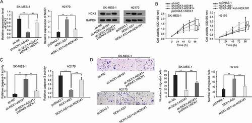 Figure 4. NCK1-AS1 facilitated LUSC progression through regulating NCK1. SK-MES-1 cells were transfected with sh-NC, sh-NCK1-AS1#1, and sh-NCK1-AS1#1+ pcDNA3.1/NCK1, respectively. H2170 cells were transfected with pcDNA3.1, pcDNA3.1/NCK1-AS1, and pcDNA3.1/NCK1-AS1+ sh-NCK1#1, respectively. Cells were harvested after 48 hours for all subsequent rescue assays