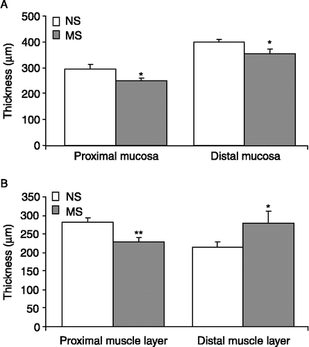 Figure 4  Thickness of the mucosal and muscular layers in MS rats. (A). The histogram illustrates the mean thickness of the mucosal layer in the proximal and distal colon of NS (n = 20 sections from four rats, open bars) and MS (n = 25 sections from five rats, grey bars) rats. (B). The mean width of the muscular layers of NS (n = 24 sections from five rats) and MS (n = 20 sections from four rats) rats in the proximal and distal colon. Values are mean ± SEM. *indicates p ≤ 0.05, **indicates p ≤ 0.01.