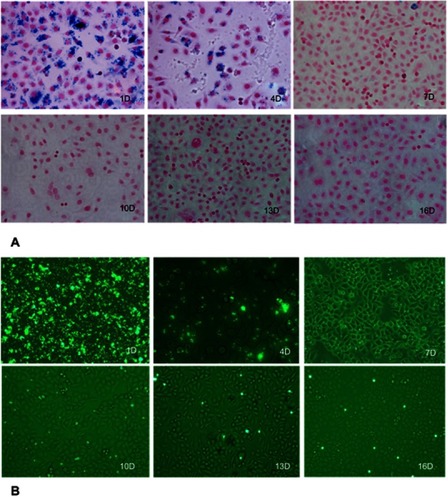 Figure 2 Representative cell samples of MPIO-labeled SGC-7901 cells at 1, 4, 7, 10, 13 and 16 days after labeling. (A) Photomicrographs of MPIO-labeled cells show the rapid disappearance of iron in dividing cells. (B) Fluorescence microscopy of MPIO-labeled SGC-7901 cells show that iron-labeled cells could still be detected after 16 days of cell division.