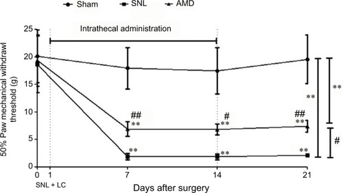 Figure 4 Effects of intrathecal injection of CXCR4 antagonist AMD3100 on SNL-induced mechanical allodynia.