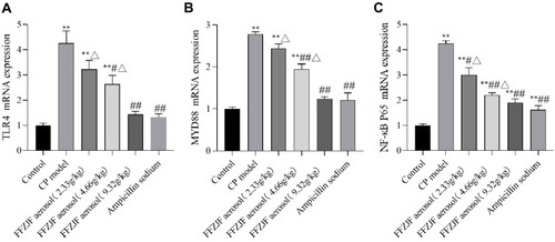 Figure 10 The effect of FFZJF aerosol on the mRNA levels of TLR-4, MyD88, and NF-κB P65 in the rat’s pharyngeal mucosal tissues (Mean ± SEM, n = 8). (A) TLR-4; (B) MyD88; (C) NF-κB P65.Note: As compared to treated non-CP control group: *p < 0.05, **p < 0.01; as compared to treated CP model group: #p < 0.05, ##p < 0.01; as compared to treated Ampicillin sodium group: ΔP<0.05.