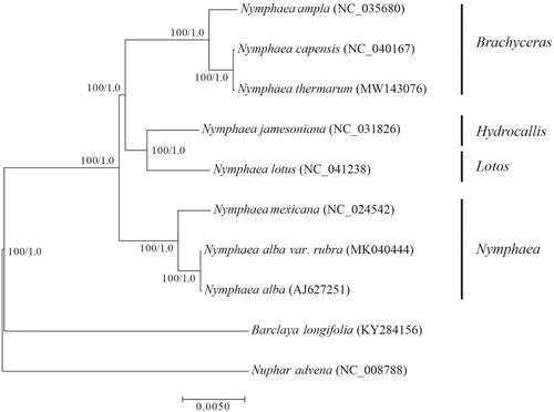 Figure 1. Maximum-likelihood and Bayesian inference phylogeny inferred from 12 Nymphaeales and two outgroup chloroplast genomes. Bootstrap values (left) and posterior probabilities (right) for maximum-likelihood and Bayesian inference analysis are shown on branches with each node.