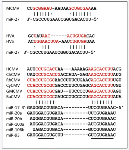 Figure 2. miRNA binding sites in herpesviruses. Sites within viral RNAs that are complementary to miRNAs are shown in red; black lines (or dots for G-U) show sites where potential binding is conserved. Conserved sequences in the miR-17 family members are denoted with a black line. Virus acronyms are explained, and sequence sources are given, in Supplementary Table 1.