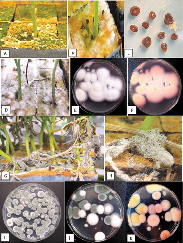 Fig. 5 The surface colonizing fungi present on rockwool blocks used to root cannabis cuttings. All photographs were taken 2 weeks after cuttings were initiated. (a) Surface growth and sporulation of the peat mould fungus Peziza ostraderma. (b) Formation of brown fruiting structures (apothecia) on the rockwool block. (c) Apothecia of Peziza removed from the rockwool and placed on water agar to obtain close-up photographs. (d) Extensive white mycelial growth of Lecanicillium aphanocladii over the surface of rockwool blocks. (e, f) Growth of L. aphanocladii on PDA plates showing white cottony growth and light-dark pink pigmentation on the underside. (g, h) Sporulation of Penicillium olsonii on dead leaves that superficially resembles Botrytis grey mould. (i) Growth of P. olsonii colonies on PDA. (j, k) Colonies of Penicillium citrinum (green) and Lecanicillium (white) on exposed Petri dishes in the propagation room; the underside of these colonies are yellow and pink, respectively