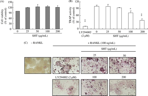 Figure 1.  Effects of SHT on (A) cell growth, (B) RANKL-induced TRAP activity and (C) formation of TRAP-positive multinucleated osteoclasts in RAW264.7 cells. RAW264.7 cells were placed in a 96-well plate at a density of 1×103 cells/well with or without RANKL (100 ng/mL). The cells were incubated with different concentrations of SHT (25–200 µg/mL) for 3 days, and multinucleated osteoclasts were observed under a microscope. Cell viability was tested with CCK-8 assay. TRAP activity and staining were performed as described in Materials and methods. * P<0.05; ** P<0.01.