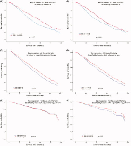Figure 1. Kaplan–Meier survival curves in dependence of (A) mean SUA concentrations over the complete follow-up period and (B) baseline SUA concentrations (3 months after initiation of dialysis). Cox regression analysis survival curves for all-cause mortality adjusted for age in dependence of (C) mean SUA concentrations over the complete follow-up period, (D) baseline SUA concentrations (3 months after initiation of dialysis). Cox regression analysis for cardiovascular mortality adjusted for age and albumin in dependence of (E) mean SUA concentration and (F) baseline SUA concentration.