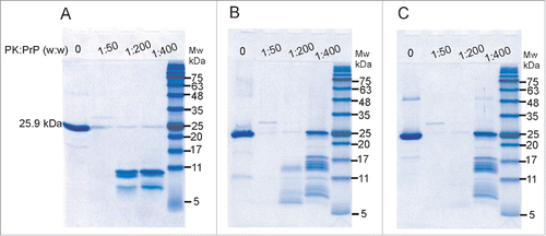 Figure 9. LPS and dLPS-converted recPrP forms a PK resistant core. SDS-PAGE of PK treated samples of recMoPrP23–231 (A), recMoPrP23–231 with 1:1 (g:g) LPS (B) and recMoPrP23–231 with 1:1 (g:g) dLPS (C). The samples were incubated at 37°C for 4 d before PK digestion.