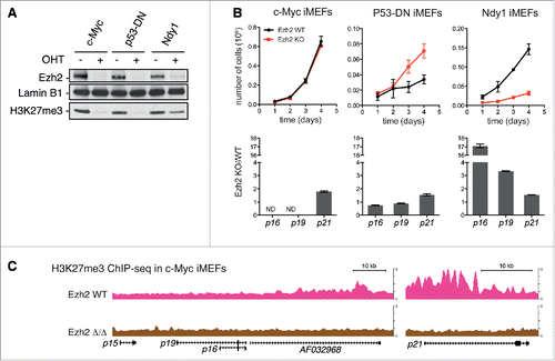 Figure 1. Context-dependent role of Ezh2 in the regulation of the Ink4a/Arf locus. (A) Western blot against Ezh2, H3K27me3 and Lamin B1 (loading control) of iMEF cells immortalized by c-Myc, P53-DN or Ndy1 in the presence or absence of OHT as indicated on top. (B) Top panels, proliferation curves of the 3 iMEF cell lines in the presence or absence of Ezh2 (mean ± SD, n = 3). Bottom panels, RT-qPCR analysis of p16, p19 and p21 genes in the corresponding cell lines. Values indicate relative expression of mutant cells compared to WT cells after normalization to the house keeping gene TATA-binding protein (TBP). ND, not detected. Mean ± SD, n = 3. (C) Snapshot of H3K27me3 ChIP-seq distribution in c-Myc iMEFs (C2 clone) Ezh2 WT or Ezh2 Δ/Δ at the level of the p16/p19 locus (left) and of the p21 locus (right).