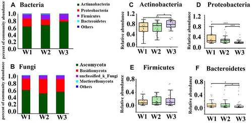 Figure 3 Differences of relative abundance of skin microbiota at the phylum level among “ideal skin” (W1), “normal skin” (W2) and “undesirable skin” (W3). (A) Bacterial abundance at the phylum level; (B) fungal abundance at the phylum level; (C) Actinobacterial phylum; (D) Proteobacterial phylum; (E) Firmicutes phylum; (F) Bacteroidetes phylum; Difference test method: Wilcoxon rank-sum test, *P < 0 0.05; **P < 0.01; ***P < 0 0.001.