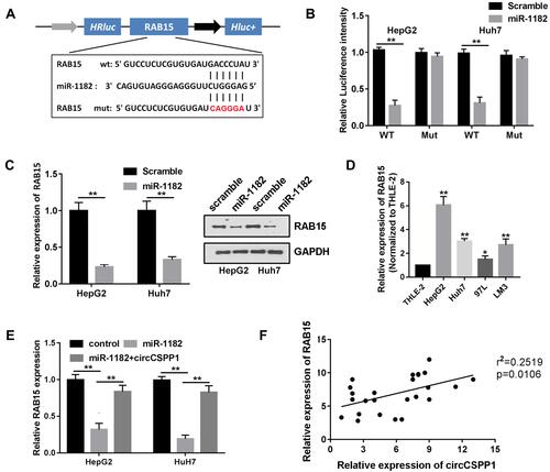 Figure 5 miR-1182 targets RAB15 in liver cancer cells. (A) Binding region of RAB15 with miR-1182 as predicted by bioinformatics analysis. (B) Luciferase reporter assay was performed to confirm the interaction between miR-1182 and RAB15 in liver cancer cells (n=3). (C) Western blot analysis was used to evaluate the expression levels of RAB15 following miR-1182 overexpression or knockdown (n=3). (D and E) qPCR was used to evaluate the expression levels of RAB15 in liver cancer cells (n=3). (F) Pearson’s correlation analysis was performed to assess the correlation between circCSPP1 and RAB15. *p<0.05 vs THLE-2 groups, **p<0.01 vs THLE-2 group.