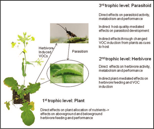 Figure 1 Proposed effects of elevated temperature, carbon dioxide or ozone concentrations on three different trophic levels, which in turn might affect multitrophic volatile infochemical signaling. The example illustrates a Brassica plant, the specialist herbivore Plutella xylostella L. and its endoparasitoid Cotesia vestalis.