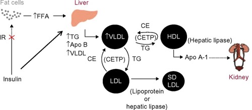 Figure 1 Pathogenesis of ADD.