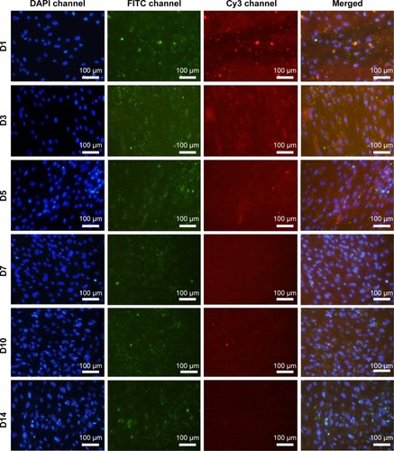 Figure 5 The track of fluorescently labeled CS/HA/miR-21 NPs after transfection for 1 day, 3 days, 5 days, 7 days, 10 days, and 14 days.Notes: The pictures illustrate fluorescein DAPI-labeled nuclei (blue), FITC-labeled CS (green), Cy3-labeled miR-21s (red) and merged images. The concentration of 300 pmol/well miR-21 was adopted here for reverse transfection. Magnification: 200×.Abbreviations: CS, chitosan; D, day; HA, hyaluronic acid; miR, microRNA; NP, nanoparticle; DAPI, 4′,6-diamidino-2-phenylindole; FITC, fluorescein isothiocyanate.