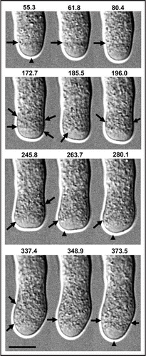 Figure 2 High-resolution refraction-free DIC microscopy of tobacco pollen tube undergoing growth reorientation. Elapsed time in s given above. The growth zone axis is reorganized from transverse (55.3–80.4 s) to tangential (245.8–289.1 s) and back to transverse (348.9–373.5 s). Arrows mark growth axis orientation. Arrowheads mark location of the tip. Bar = 10 µm.