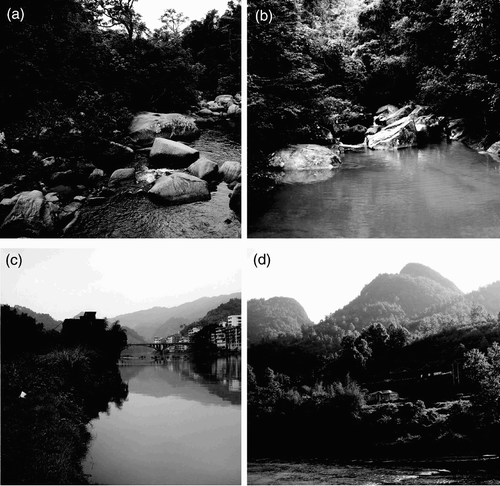 Figure 10. Habitat of the species of the Philosina. Habitat of P. alba: (a) Mt. Diaoluoshan, Hainan Province, China; (b) Liuxihe Forest Park, Guangdong Province, China. Habitat of P. buchi: (c) Longsheng, Guangxi Province, China; (d) Zhangjiang River, Guizhou Province, China. Photos by HZ (a, b, d), and VJK (c).