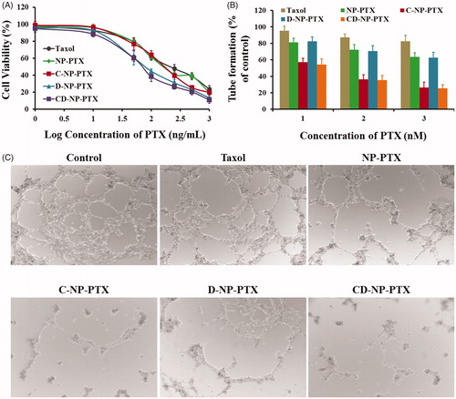 Figure 4. (A) Cytotoxicity of Taxol®, NP-PTX, C-NP-PTX, D-NP-PTX, and CD-NP-PTX against C6 cells in vitro after 48 h of incubation. Investigate the angiogenesis inhibition of different PTX formulations by the tube formation method. Quantitative (B) and qualitative (C) analysis of tube networks after treated with Taxol®, NP-PTX, C-NP-PTX, D-NP-PTX, and CD-NP-PTX, respectively, at the PTX concentration of 10 nM. The drug-free DMEM treated group was served as the control.