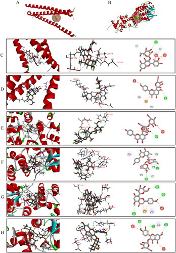 Figure 6. View of the molecular docking simulation between proteins and major compounds of HLF. (A) The binding site of PKG (PDB ID code: 4r4l) (B) Binding site of NFATc1 (PDB ID code: 5sve) (C)-(H) 2D and 3D view of the interactions between proteins and major compounds of HLF. (C) PKG and vitexin. (D) PKG and hyperoside. (E) NFATc1 and vitexin-4″-O-glucoside. (F) NFATc1 and vitexin-2″-O-rhamnoside. (G) NFATc1 and vitexin. (H) NFATc1 and hyperoside.