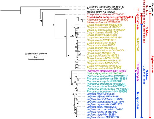 Figure 3. Phylogenetic tree of Juglandaceae inferred from maximum-likelihood (ML) method based on concatenated complete chloroplast genome sequence of 41 species with Corylus americana, Castanea mollissima, and Morella rubra as outgroup. *The clade support value of 100 that was generated from the maximum likelihood method. The red star represents the assembled plastome sequence (i.e., Engelhardia hainanensis OM302449) in this study. GenBank accession numbers of the following sequences were used: Castanea mollissima MK352487 (Zhu et al. Citation2019), Corylus americana MH628446 (Zhao et al. Citation2020), Morella rubra KY476635 (Liu et al. Citation2017), Rhoiptelea chiliantha MT701585 (Jin et al. Citation2020), Alfaropsis roxburghiana MH188300 (Zhou et al. Citation2021), Alfaropsis fenzelii MT991009 (Liu et al. Citation2021), Carya cathayensis MN892516 (Shen et al. Citation2022), Carya hunanensis MH188303 (Zhou et al. Citation2021), Carya kweichowensis MH188301 (Zhou et al. Citation2021), Carya sinensis MW421595 (Xi et al. Citation2022), Carya poilanei ON568300 (Xi et al. Citation2022), Carya tonkinensis MW368388 (Xi et al. Citation2022), Carya texana MW410235 (Xi et al. Citation2022), Carya glabra MW410230 (Xi et al. Citation2022), Carya ovata MW410233 (Xi et al. Citation2022), Carya palmeri MW410234 (Xi et al. Citation2022), Carya myristiciformis ON584556 (unpublished), Carya ovalis MW410234 (Xi et al. Citation2022), Carya laciniosa MW186783 (Zhai et al. Citation2021), Carya floridana MW410229 (Xi et al. Citation2022), Carya cordiformis MW368387 (Xi et al. Citation2022), Carya aquatica MW255965 (Xi et al. Citation2022), Carya illinoinensis MH188302 (Zhou et al. Citation2021), Carya tomentosa MW410236 (Xi et al. Citation2022), Platycarya strobilacea MH189595 (Zhou et al. Citation2021), Cyclocarya paliurus KY246947 (Hu et al. Citation2017), Pterocarya macroptera MW194257 (Yan et al. Citation2021), Pterocarya tonkinensis MH188288 (Zhou et al. Citation2021), Pterocarya insignis MN262641 (Mu et al. Citation2020), Pterocarya fraxinifolia MH188291 (Zhou et al. Citation2021), Pterocarya stenoptera MN262640 (Mu et al. Citation2020), Pterocarya zhijiangensis MH188304 (Zhou et al. Citation2021), Pterocarya hupehensis MH188293 (Zhou et al. Citation2021), Juglans regia KT963008 (Hu et al. Citation2017), Juglans sigillata MF167465 (Dong et al. Citation2017), Juglans ailanthifolia MH188299 (Zhou et al. Citation2021), Juglans mandshurica KX671975 (Hu et al. Citation2017), Juglans hopeiensis KX671977 (Hu et al. Citation2017), Juglans major MH188296 (Zhou et al. Citation2021), Juglans microcarpa MH188295 (Zhou et al. Citation2021), Juglans hindsii MH188297 (Zhou et al. Citation2021), Juglans nigra MH188294 (Zhou et al. Citation2021), Juglans cinerea MH188298 (Zhou et al. Citation2021).