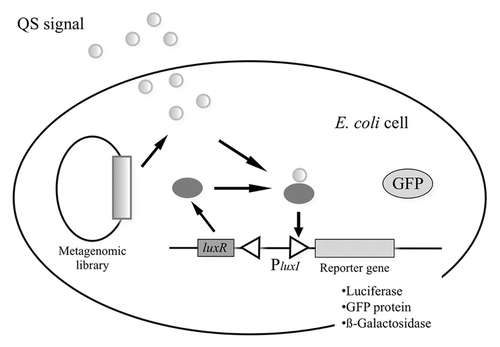 Figure 5. Biosensor system designed for detection of AHL and AHL mimics. In this intracellular screen, the biosensor that detects active clones is inside the same cell as the metagenomic DNA. In the case of the intercellular screen, the biosensor that detects active clones is in a different cell than the metagenomic DNA. The biosensor detects small diffusible signal molecules that induce quorum sensing. When the signal molecules reach a sufficient concentration, they bind the LuxR transcriptional activator that activates the luxR promoter and induces the expression of target genes, in this case GFP. Luciferase and β-galactosidase genes have been also used as reporter genes.