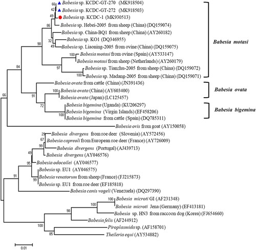 Figure 2. Phylogenetic relationships based on the 18S rRNA gene sequence of Babesia species in a human babesiosis sample and in ticks, Babesia sp. KCDC-GT-270, Babesia sp. KCDC-GR-272 and Babesia sp. KCDC-1, in accordance with the polymerase chain reaction-amplified sequence. The evolutionary history was inferred via the Neighbor-Joining method. The percentage of replicate trees wherein the associated taxa clustered together in the bootstrap test (1000 replicates) are shown next to the branches. Evolutionary analyses were conducted using MEGA6 (Display full size Babesia positive in this study) (Display full size Babesia positives in ticks).