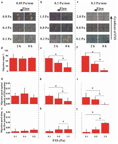 Figure 3. Effect of FSS magnitude on migration of RAW264.7 cells. (a, b, and c) Time-lapsed images of RAW264.7 cells with different magnitudes and gradients of FSS. (d, e, and f) Migration angle θi for three FSS gradients. (g, h, and i) Speed of cell migration along the gradient of FSS for three FSS gradients. (j, k, and l) Speed of cell migration along the flow direction for three FSS gradients. *, p < 0.05.