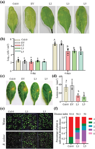 Figure 7. PbChia1 transgenic lines have higher disease resistance to Pst DC3000, S. sclerotiorum and R. solani. (a) Phenotypes of PbChia1 transgenic lines and control plants inoculated with Pst DC3000 at 1 × 106 cfu ml − 1 for 4 d. (b) Bacterial populations in PbChia1 transgenic lines and control plants on day 0 and day 5 after leaf infiltration with 1 × 106 cfu ml − 1. Statistical analysis was performed by one-way ANOVA with Tukey’s test (significance set at P ≤ 0.05). Bacterial populations indicated by different letters are significantly different. n = 4 biological replicates. Data are shown as mean ± s.D. (c) Phenotypes of PbChia1 transgenic lines and control plants inoculated with S. sclerotiorum 1980 for 30 h. (d) Statistics of lesion area in PbChia1 transgenic lines inoculated with S. sclerotiorum 1980 for 30 h. n = 10 biological replicates. Data are shown as mean ± s.D. One-way ANOVA with Tukey’s test was used to analyse the differences. The same letters indicate no significant difference, P ≤ 0.05. (e) Phenotypes of PbChia1 transgenic lines and control plants inoculated with R. solani for 3 d. (f) Disease index statistics of PbChia1 transgenic lines and control plants inoculated with R. solani for 3 d, n = 12 biological replicates. Data are shown as mean ± s.D. One-way ANOVA with Kruskal-Wallis test was used to analyse the differences. The same letters show no significant difference, P ≤ 0.05.