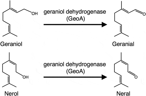 Figure 1. Reaction schemes of geraniol and nerol oxidation catalyzed by geraniol dehydrogenase (GeoA).