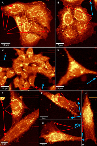 Figure 6 Raman reconstructed images showing Co MNPs inside cells (indicated by red arrows) and outside cells (indicated by blue arrows) when incubated for 1 hour with breast cancer cells MCF7 (A and B), colorectal cancer cells HCT116 (C and D) and with dental pulp mesenchymal stem cells DPSC (E–H).