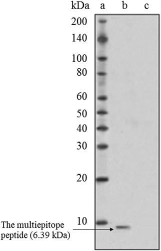 Figure 2. Western blot analysis of the multiepitope peptide vaccine expression by the murine L929 fibroblasts after transfecting with the pcDNA. (a: Ladder, b: Transfected L929, c: Normal L929)