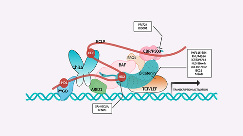 Figure 4. β-catenin enhanceosome complex and therapeutic alternatives.