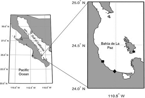 FIGURE 1. Study area (Gulf of California and Bahía de La Paz, Mexico) including primary sampling locations for Giant Electric Ray (star = El Morrito, diamond = El Quelele, square= Campo Rodriguez).