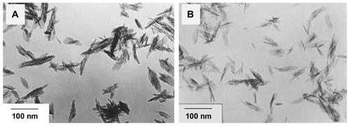 Figure 6 Transmission electron micrographs of nanoapatite prepared from hydrothermal reaction at 70°C under ambient pressure (A) for 2 hours and (B) for 4 hours.