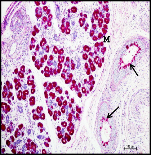 Figure 15. Photomicrograph of 40.5 cm CVRL (165th day) buffalo foetus showing goblet cells (arrows) of mandibular gland were strong positive to neutral mucopolysaccharides. (M-mucous cell). Periodic Acid Schiff’s method ×100.