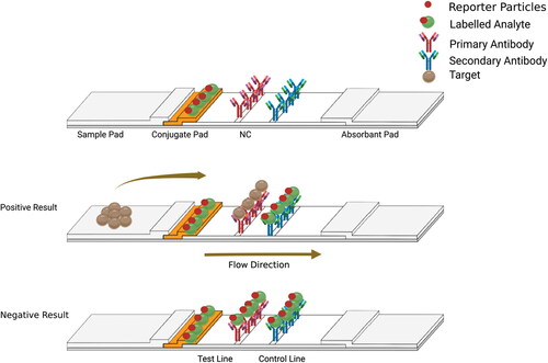 Figure 3. Schematic diagram shows the competitive format (First setup). The color intensity developed at the test line is inversely proportional to the amount of analyte. Figure created using BioRender.com.