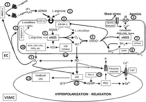 Figure 2. L-arginine–NO-synthase–soluble guanylyl cyclase pathway and potential sites of therapeutic intervention. The circled numbers (from 1 to 14) indicate potential sites of therapeutic intervention. 1) L-arginine supplementation. 2) Inhibition of protein arginine N-methyltransferase type I (PRMT-I) to prevent the formation of asymmetric dimethyl-L-arginine (ADMA). 3) Increasing the expression and/or the activity of dimethylarginine dimethylaminohydrolase-2 (DDAH-2) to facilitate ADMA catabolism. 4) Inhibition of arginase-2 to prevent L-arginine metabolism. 5) Increasing the expression and/or activity of endothelial nitric oxide synthase (eNOS). 6) Designing drugs that stimulate endothelium-derived nitric oxide release. 7) Enhancing the expression and/or activity of guanosine triphosphate cyclohydrolase (GTPCH), the rate-limiting enzyme for tetrahydrobiopterin synthesis (BH4), or direct supplementation with BH4, or with its precursor sepiapterin. 8) Enhancing the expression and/or activity of dihydrofolate reductase (DHFR), involved in BH4 regeneration. 9) Scavengers of reactive oxygen species (ROS), anti-oxidants. 10) Inhibition of the activity and/or expression of enzymes that generate ROS such as NAD(P)H oxidases (NOX), cyclo-oxygenases (COX), lipoxygenases (LOX), or cytochrome P450 mono-oxygenases (P450). 11) Enhancing the expression and/or activity of enzymes that metabolized ROS such as superoxide dismutase (SOD) or catalase (or alternatively synthesis of mimetics). 12) Stimulators of soluble guanylyl cyclase (sGC). 13) Activators of sGC. 14) Inhibitors of phosphodiesterase-5 (PDE-5). (BH2 = dihydrobiopterin; CAT-1 = cationic amino acid transporters; CaV = voltage-activated calcium channel; cGMP = cyclic guanosine monophosphate; EC = endothelial cell; FAD = flavin adenine dinucleotide; FMN = flavin mononucleotide; O2.- = superoxide anion; ONOO- = peroxynitrite; PKG = protein kinase G; VSMC = vascular smooth muscle cell).