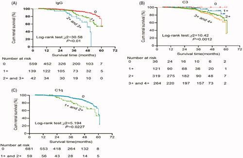 Figure 4. Kaplan–Meier renal survival to compare: (A) The intensity of IgG codeposition: 0 (n = 560) vs 1+ (n = 140) vs 2+ plus 3+ (n = 42). (B) The intensity of C3 deposition: 0 (n = 34) vs 1+ (n = 122) vs 2+ (n = 321) vs 3+ plus 4+ (n = 265). (C) The intensity of C1q: 0 (n = 683) vs 1+ plus 2+ (n = 59).