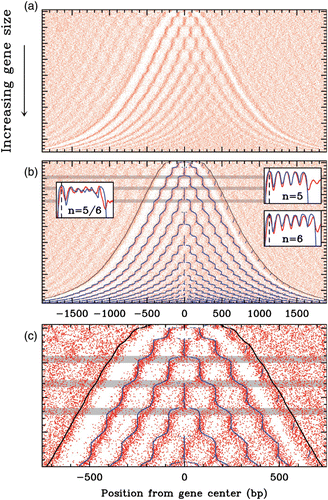 Figure 23. 2D-map of nucleosomes along budding yeast genes. (a) The 4554 genes are ordered vertically by the distance L between the first (5′) and last (3′) nucleosomes. The nucleosome occupancy profile of each gene is figured along a horizontal line: red dots correspond to the minima of nucleosome occupancy; nucleosomes occupy the white zones; in vivo data are retrieved from Lee et al. Citation(2007). (b) Predictions of our theoretical modelling (blue) with fixed force boundary energy barriers (see text and Vaillant et al. Citation(2010)) drawn on top of experimental data (red). Insets: mean experimental (red) and theoretical (blue) nucleosome occupancy profiles for crystal genes harboring 5 nucleosomes (right, top), 6 nucleosomes (right, bottom) and for bi-stable genes with 5/6 nucleosomes. (c) Zoom on the first 2000 genes in (b); gray-shaded areas correspond to some bi-stable L-domains. In (b) and (c), the black curves indicate the 5′ and 3′ end positions of the theoretical excluding nucleosome energy barriers.