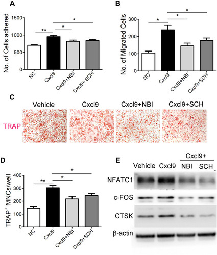Figure 6 Cxcl9 facilitates osteoclast activity via CXCR3/ERK signaling pathway. (A) BMM cells were treated with 50 ng/mL M-CSF for 60 hours, and were then incubated for 10 minutes on fibronectin-coated culture plates supplemented with Cxcl9, Cxcl9 plus NBI-74,330 or Cxcl9 plus SCH772984 (ERK antagonist) as indicated. Nonadherent cells were washed with PBS, and adherent cells were stained with DAPI and counted under a fluorescence microscope. (B) BMM cells were cultured in the presence 50 ng/mL M-CSF plus 100 ng/mL RANKL for 60 hours. Cells were washed with PBS, suspended in serum-free α-MEM, and loaded to the upper well of transwell chambers. The lower well contained Cxcl9, Cxcl9 plus NBI-74,330 or Cxcl9 plus SCH772984 as indicated. After 6 hours, cells migrated onto the lower well were stained with DAPI and counted under a fluorescence microscope. BMMs were incubated with Cxcl9, Cxcl9 plus NBI-74,330 or Cxcl9 plus SCH772984 as indicated with supplementary M-CSF and RANKL. After 72 h, osteoclast formation was analyzed by TRAP staining (C) and numbers of osteoclasts were counted as TRAP-positive multinucleated cells (TRAP+ MNCs) (D). (E) Immunoblotting was carried out to detect expression of osteoclast markers in the differentiated BMMs. Data are shown as mean ± s.d. *P < 0.05, **P < 0.01 (Student’s t-test).