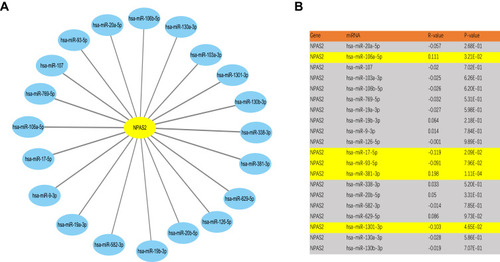 Figure 10 Identification of potential up or downstream miRNA of NPAS2 in UCEC. (A) The miRNA-NPAS2 regulatory network established by Cytoscape software. (B) The expression correlation between predicted miRNAs and NPAS2 in UCEC analyzed by starBase database.