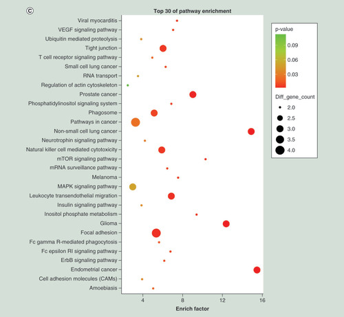 Figure 5.  Top 30 enriched Gene Ontology terms and KEGG pathways for differentially expressed miRNAs between pulmonary tuberculosis and healthy individuals. (A) Top 30 Gene Ontology terms for upregulated differentially expressed miRNAs (downregulation of target mRNAs) between PTB and healthy individuals. (B) Top 30 Gene Ontology terms for downregulated differentially expressed miRNAs (upregulation of target mRNAs) between PTB and healthy individuals. (C) Top 30 pathways for upregulated differentially expressed miRNAs (downregulation of target mRNAs) between PTB and healthy individuals. (D) Top 30 pathways for downregulated differentially expressed miRNAs (upregulation of target mRNAs) between PTB and healthy individuals. Gene number: number of target genes in a term or pathway. Rich factor: ratio of number of target genes divided by number of all the genes in a term or pathway.PTB: Pulmonary tuberculosis.