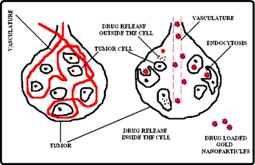 Figure 3. Representation of passive targeting of drug. Nanoparticles accumulated in tumor because blood brain barrier selectively disrupted at the site of malignant lesion.