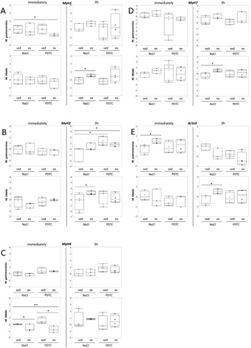 Figure 4. Regulation of genes encoding myosin heavy chain isoforms and actinin 3. Expression of the MyH1 (A), MyH2 (B), MyH4 (C), MyH7 (D), and Actn3 (E) genes was analyzed by qPCR as indicated.