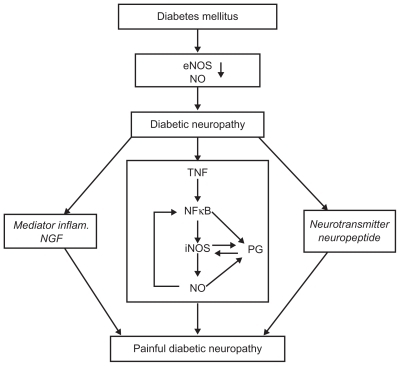 Figure 2 Pathophysiological relationship between TNF-α, iNOS, and painful diabetic neuropathy.