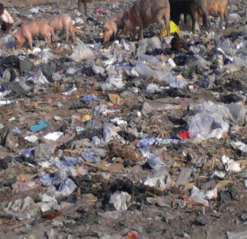 Figure 3. Pigs feeding on filth in the Benya Lagoon at Elmina.Photo credit: (Mensah, 2016)