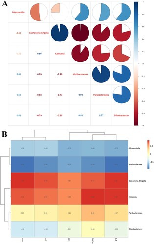 Figure 7. The correlation analysis of the gut microbiota and liver inflammation in aged rats. (A) The correlation analysis of the gut microbiota showed that Escherichia_Shigella, Klebsiella were negatively correlated with Alloprevitella, Bifidobacterium, Muribaculaceae, and Parabacteroides_distasonis; Muribaculaceae was positively correlated with Parabacteroides_distasonis and Bifidobacterium. (B) The correlation analysis between gut microbiota and liver inflammation showed that TNF-α, IL-6, ccl2, cxcl1, and ccl4 of the liver showed a positive correlation with Escherichia_Shigella, Klebsiella, and a negative correlation with Muribaculaceae and Alloprevitella.