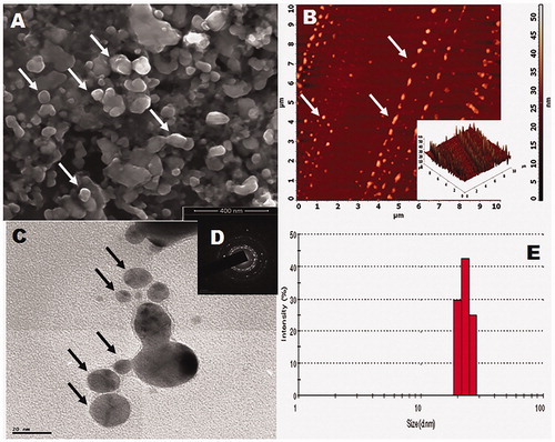 Figure 4. Morphology of synthesized ZnO-NPs (A – SEM image, B – 2D and 3D topography images of AFM, C – HR-TEM image, D – SAED pattern, and E – DLS spectrum).