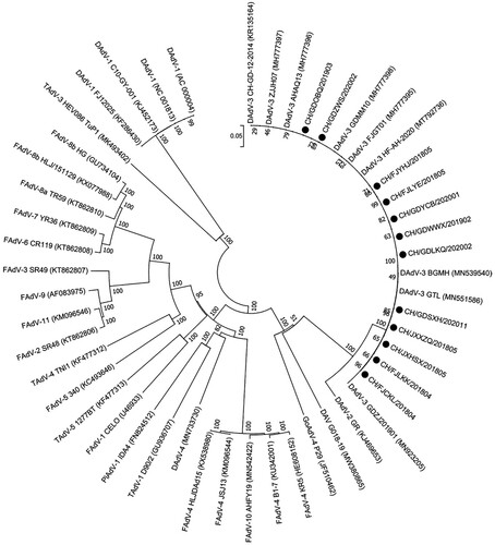 Figure 5. Phylogenetic tree constructed based on the whole-genome nucleotide sequences of 12 DAdV-3 strains together with other avian adenoviruses. The 12 DAdV-3 isolates are indicated with black circles.