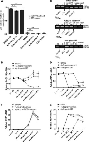 FIG 9 Inhibition of RIDD does not affect NCI-H929 cell viability under acute ER stress. (A) WST-1 cell viability assays of NCI-H929 cells treated as indicated with 2 mM DTT for 60 min (from time zero) and either pretreated (at time −10 min) or posttreated (at time 15 min) with 30 μM 4μ8c and then washed and allowed to recover for 24 h. Cells treated with 0.5% Triton X-100 were included as a dead-cell control. (B) SYBR green qPCR quantification of BLOC1S1 in the DTT-treated samples from panel A. (C) Representative agarose gel electrophoresis of the RT-PCR product surrounding the XBP1 splice site in the DTT-treated samples from panel A. The timing of treatments is indicated below the gel images. (D and E) TaqMan qPCR quantification of XBP1u (D) or XBP1s (E) in the DTT-treated samples from panel A. (F) SYBR green qPCR of relative CHOP expression in the DTT-treated samples from panel A. All qPCR data are normalized to GAPDH and are presented relative to the DMSO control at time −10 min of DTT. All the graphs show means ± SEM from three independent experiments. n.s., P > 0.05 (unpaired t test).