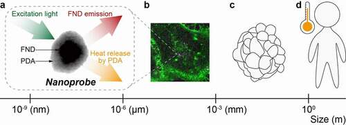 Figure 1. Temperature at different scales. Transmission electron microscopy image in the center of panel a shows a PDA-FND nanoprobe of about a 200-nm in diameter used in our study [Citation2] and designed to measure temperature and thermal conductivity in a spherical shell on the order of 100 nm thick surrounding the particle. The principles of operation for PDA-FND nanoprobes are outlined in the text. Panel b shows a fluorescence image of a HeLa cell (image size 42 × 42 μm; plasma membrane is colored in green) with a PDA-FND probe (the magenta dot in the corner made of the dashed lines). On the scale from one cell to a tissue and to an entire organism (b, c, and d), the magnitude of the plausible temperature rise increases with the size of the object, but the difficulty of measurements increases as the size shrinks